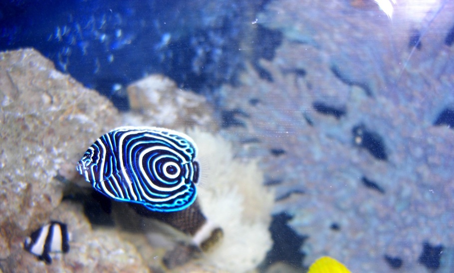 Selecting And Caring For Saltwater Angelfish