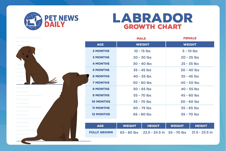 How Much Does A Labrador Retriever Weigh? - Pet News Daily