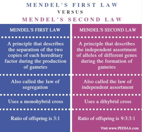 Difference Between Mendel'S First And Second Law - Pediaa.Com