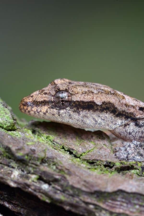 The Best Small Terrarium Pets (10+ Exotic Animals To Keep)