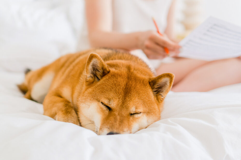 My Dog Sleeps All Day – Is That Normal? · The Wildest