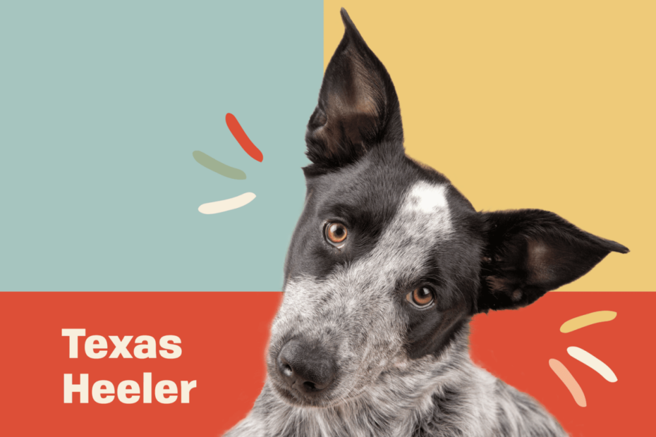 Texas Heeler Dog Breed Information And Characteristics