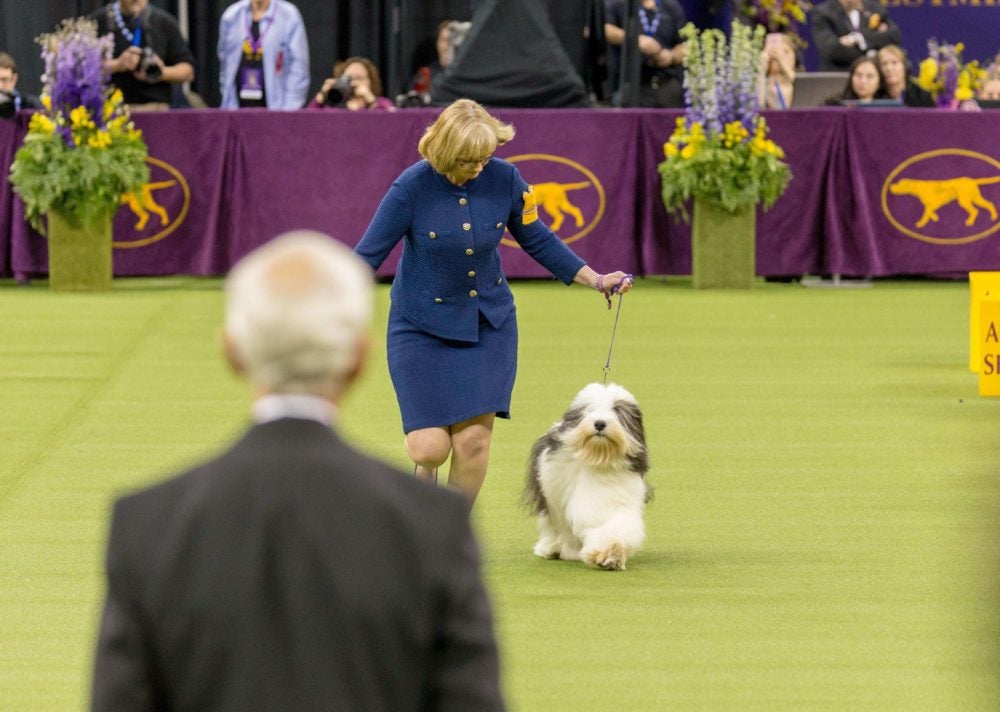 Judgment Day: How Does Someone Become A Dog Show Judge? – American Kennel  Club