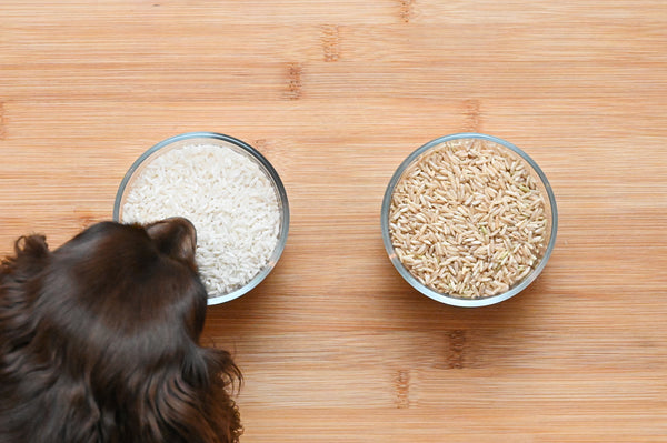 Can Dogs Eat Brown Rice? White Or Brown Rice - Which Is Better? – The  Native Pet