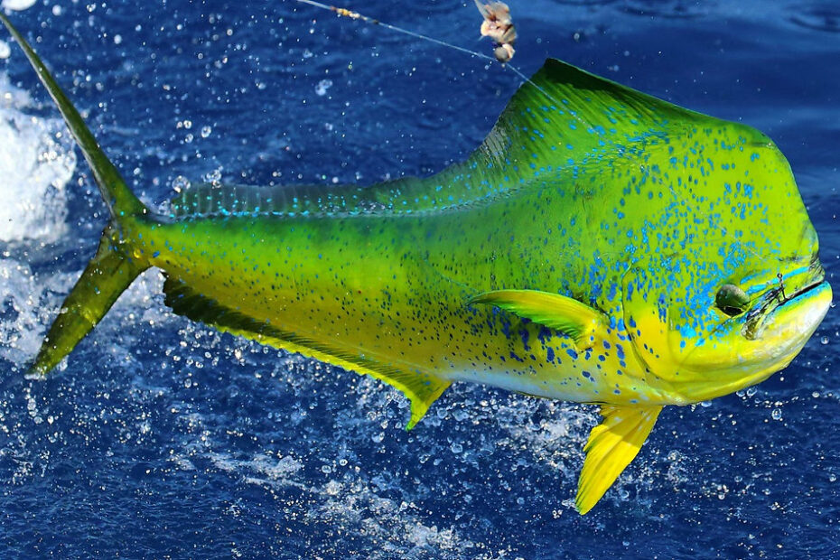 All You Should Know About Mahi-Mahi