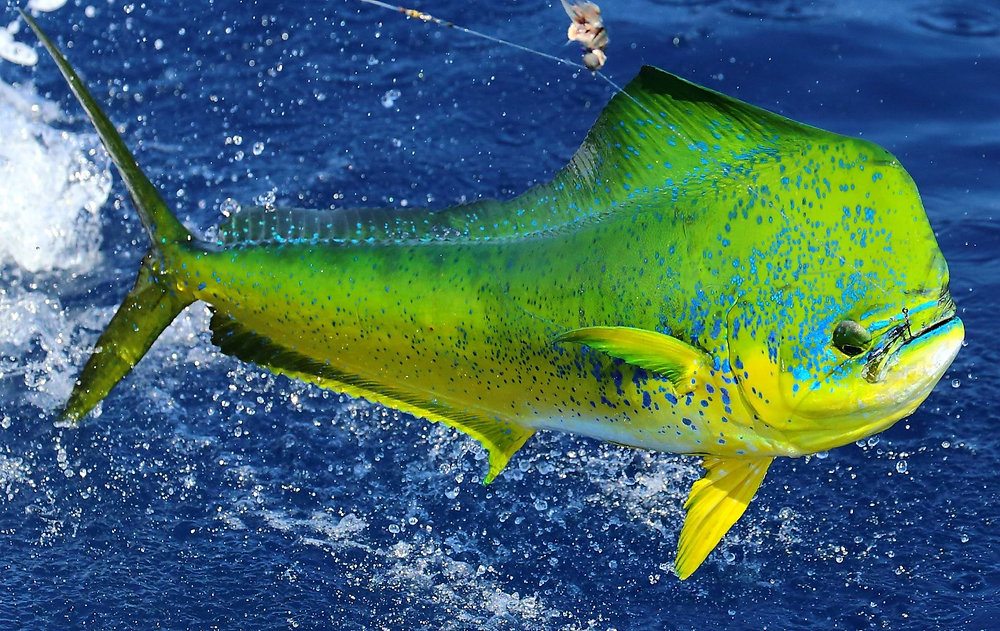 All You Should Know About Mahi-Mahi