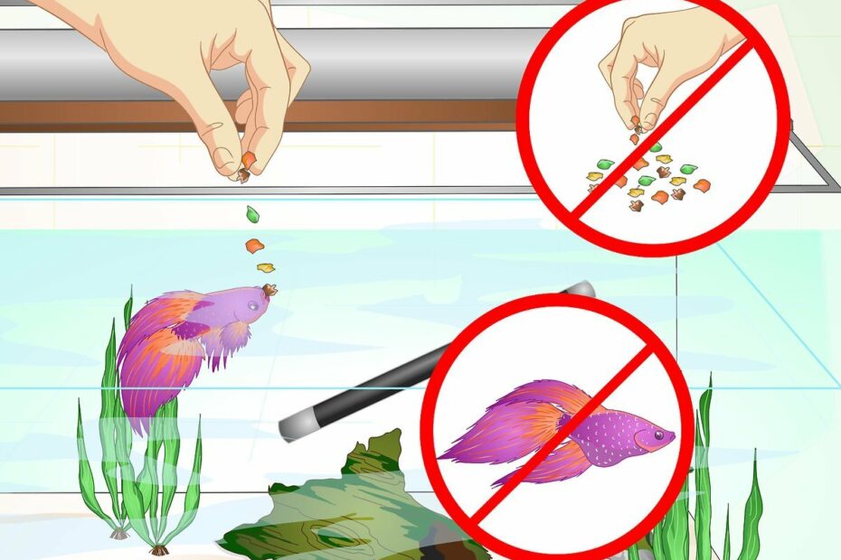 How To Make A Betta Trust You (With Pictures) - Wikihow Pet