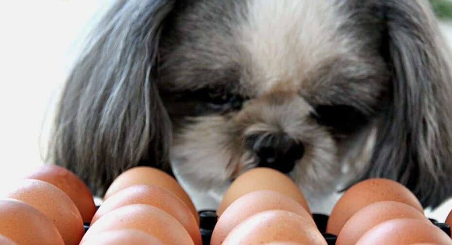 Are Eggs Good For My Dog?