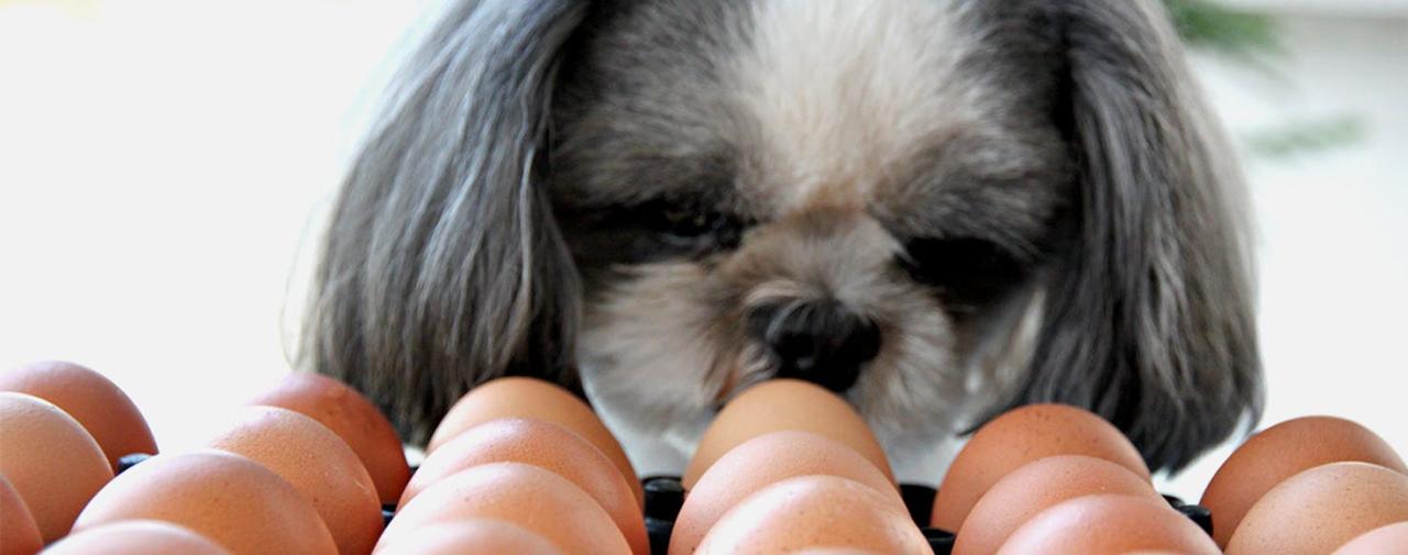 Are Eggs Good For My Dog?