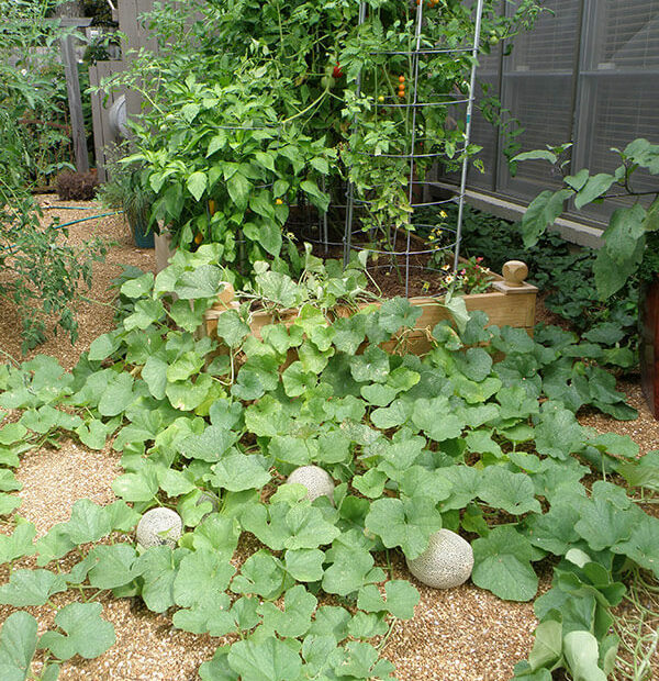 How To Grow Cantaloupe & Honeydew Melons – Bonnie Plants