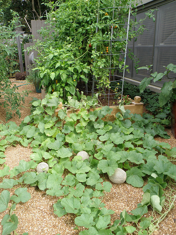 How To Grow Cantaloupe & Honeydew Melons – Bonnie Plants