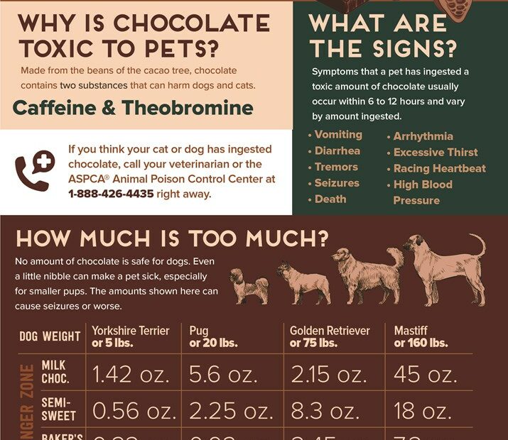 Can Dogs Eat Chocolate