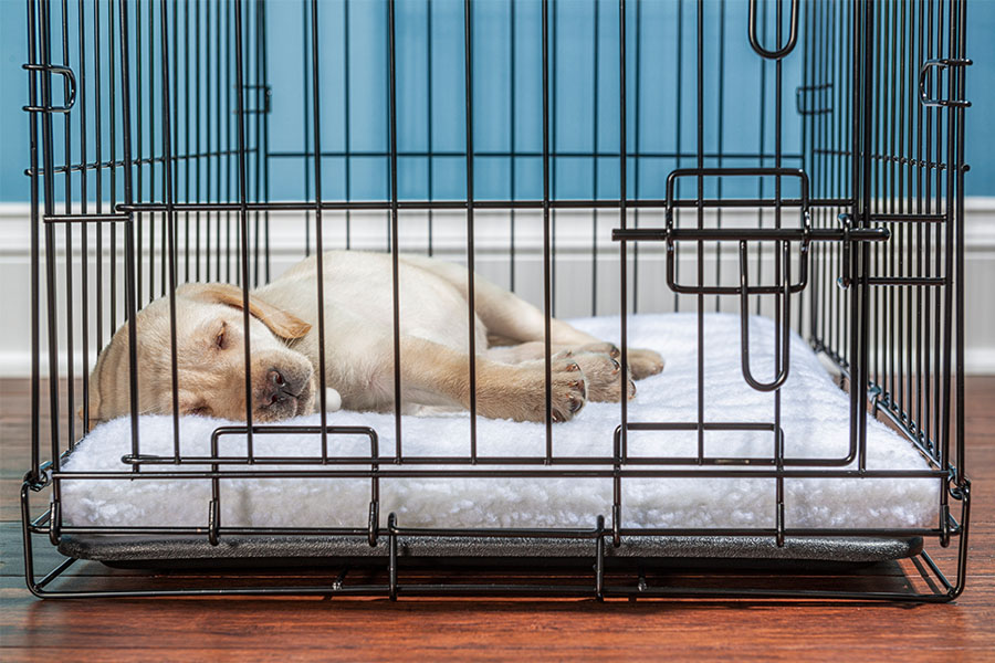 How To Crate Train A Puppy | Aspca® Pet Health