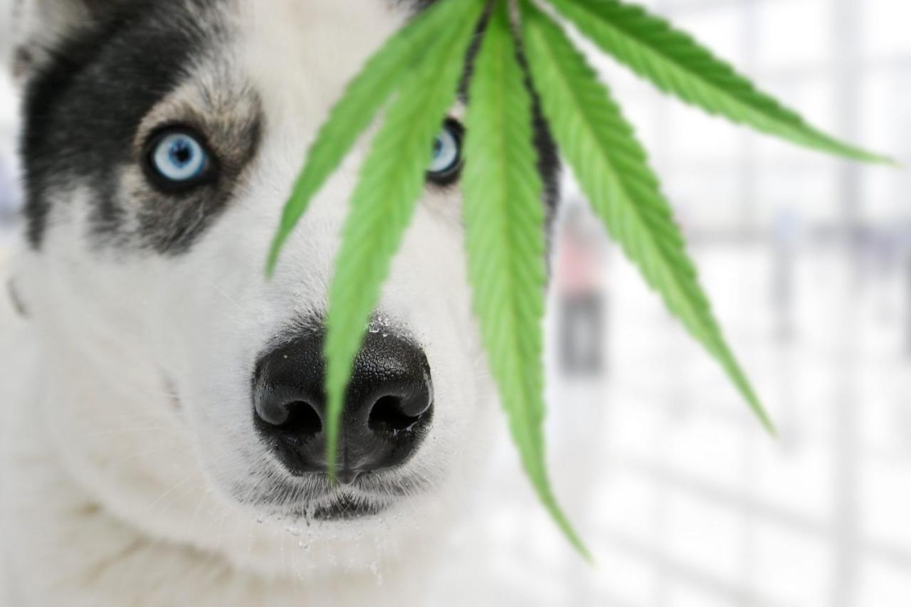 What To Do If Your Dog Eats Marijuana