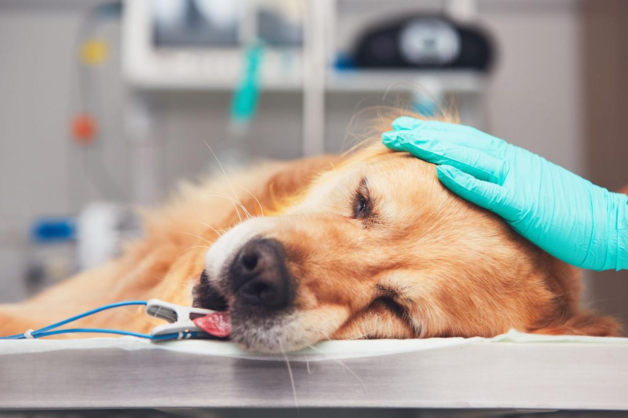 Dog Anesthesia: Safety, Side Effects, And Recovery