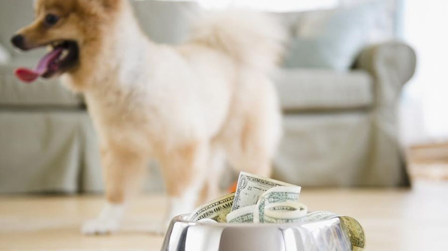 42% Of Pet Owners Can'T Cover A Surprise Vet Bill Amid Inflation – Forbes  Advisor