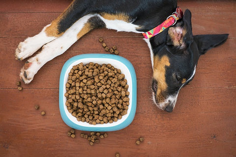 Is Homemade Dog Food Better? 5 Reasons Why It Is And 5 Mistakes To Avo –  Petsmont