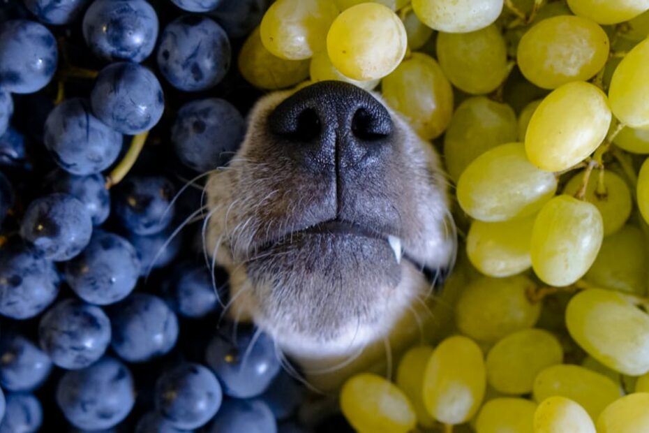 My Dog Ate Grapes But Seems Fine. What Should I Do? – Furtropolis