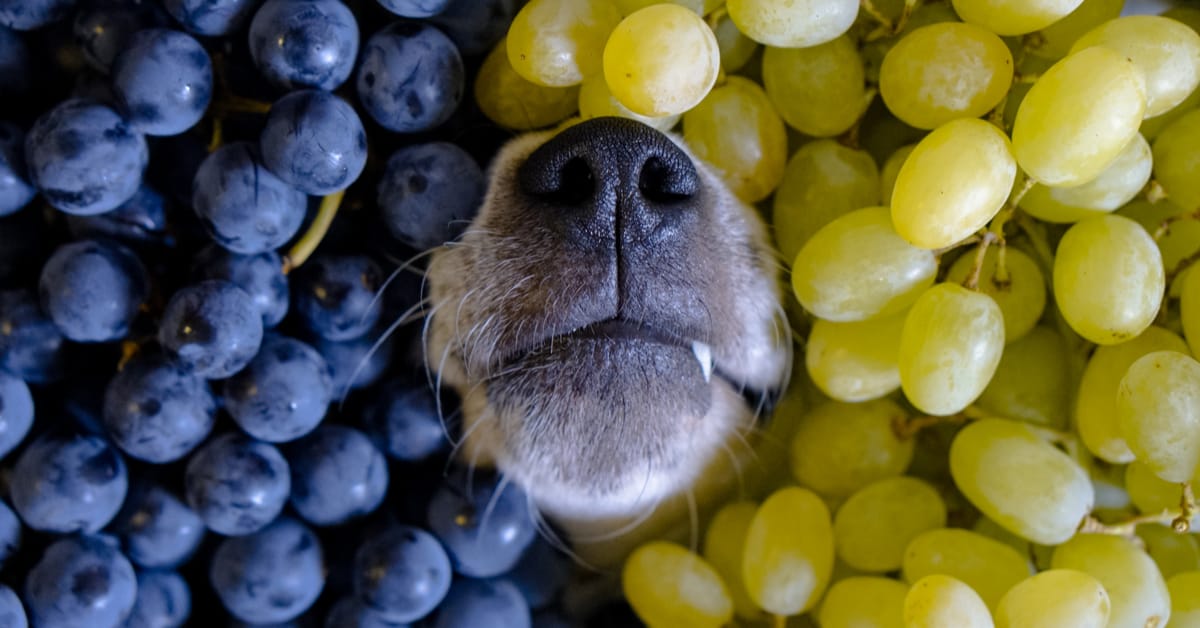 My Dog Ate Grapes But Seems Fine. What Should I Do? – Furtropolis