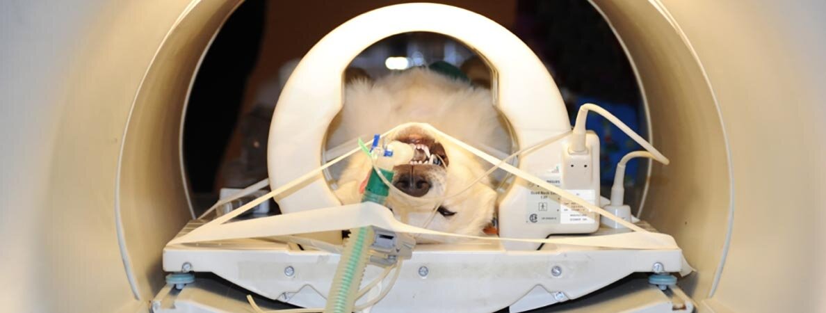 When Your Dog Needs An Mri: What The Test Reveals — Cofund My Pet