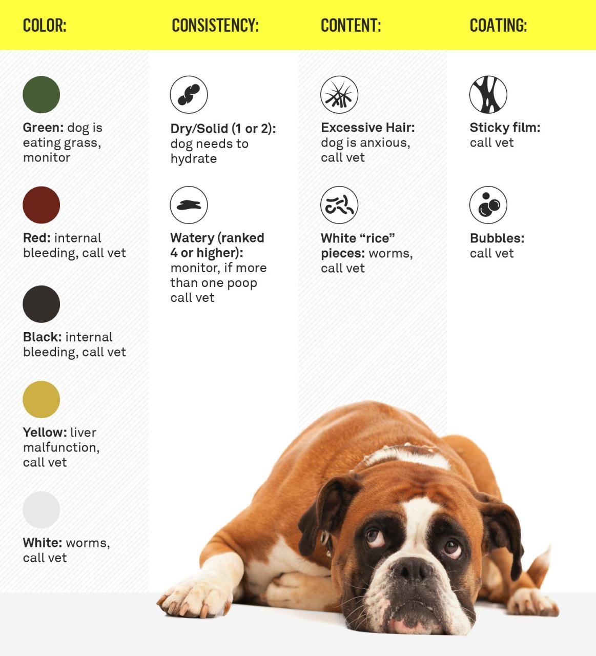 Dog Poop 101: What It'S Telling You What To Do | Gallant