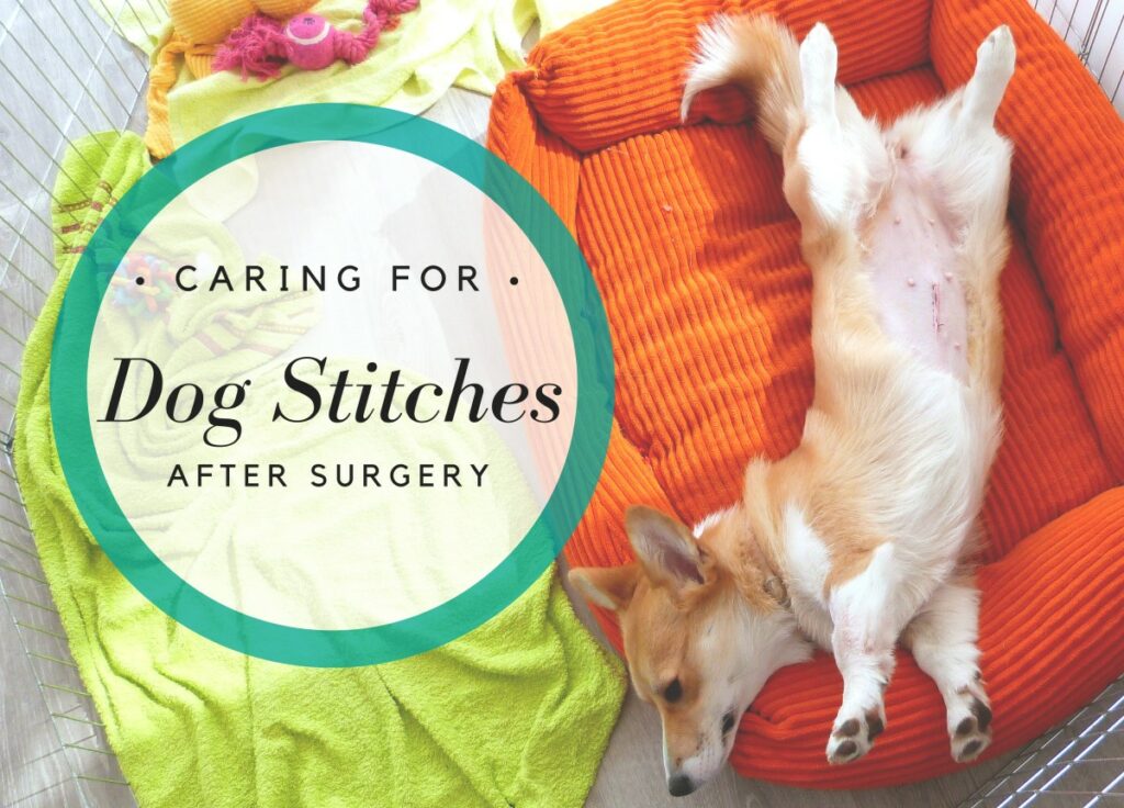 How Long Do Dogs Have Stitches After Spaying: A Guide For Pet Owners