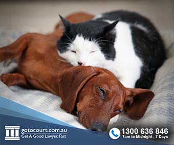 Dogs And Cats And The Law (Nsw) - Go To Court