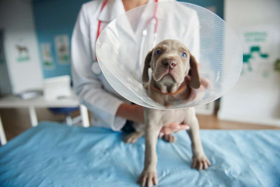 Average Emergency Vet Costs: What To Expect