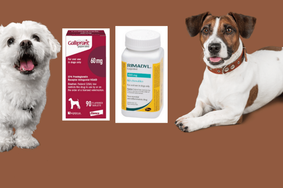 Galliprant Vs Rimadyl: Pros & Cons Of Both For Your Pet — Used Vet Equipment