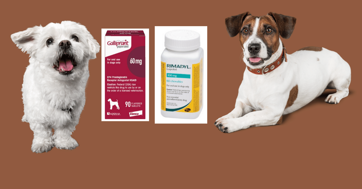 Galliprant Vs Rimadyl: Pros & Cons Of Both For Your Pet — Used Vet Equipment