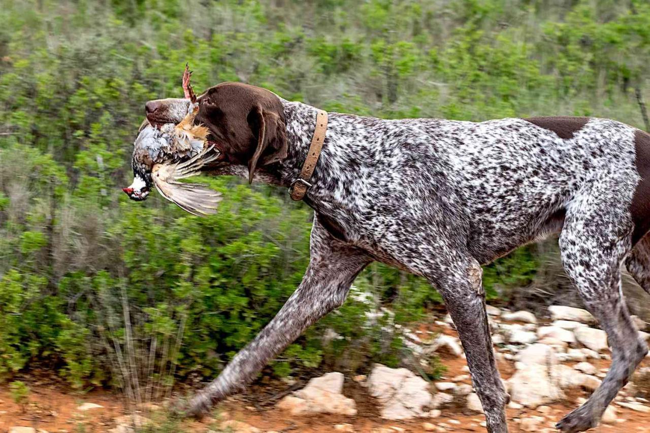 German Shorthaired Pointer (Gsp) Dog Breed Information & Characteristics