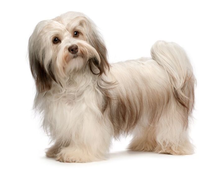 Havanese Dog Breed Information And Pictures - Petguide | Petguide