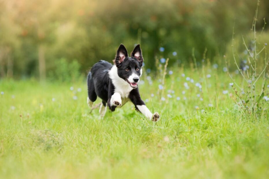 If Your Dog Keeps Running Away, Try These Tips - Tractive