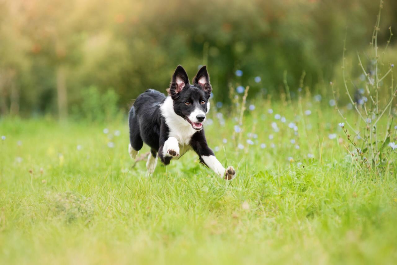 If Your Dog Keeps Running Away, Try These Tips - Tractive