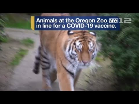 Oregon Zoo Animals In Line For Covid-19 Vaccine - Youtube