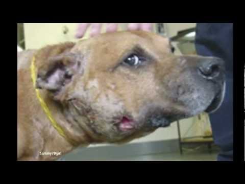 The World'S Most Abused Breed Of Dog ... The Pit Bull - Youtube