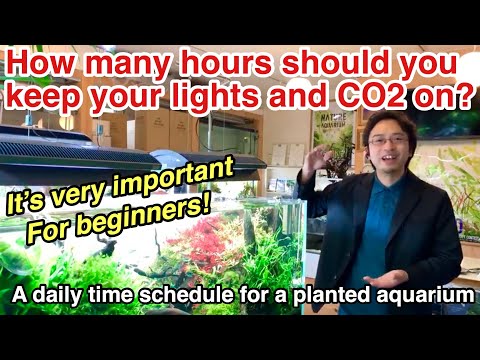 A daily time schedule for planted aquarium beginners〜I'll explain the best lighting time, CO2 etc...