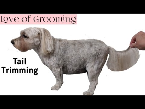 How To Trim A Tail On A Drop Coated Dog - Youtube