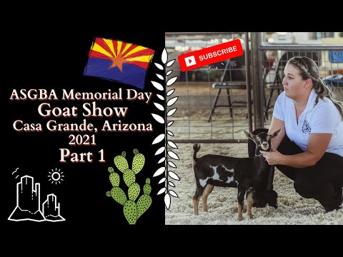 ADGA Memorial Day Goat Show 2021|| Intermediate Kid & Yearling Milker Class