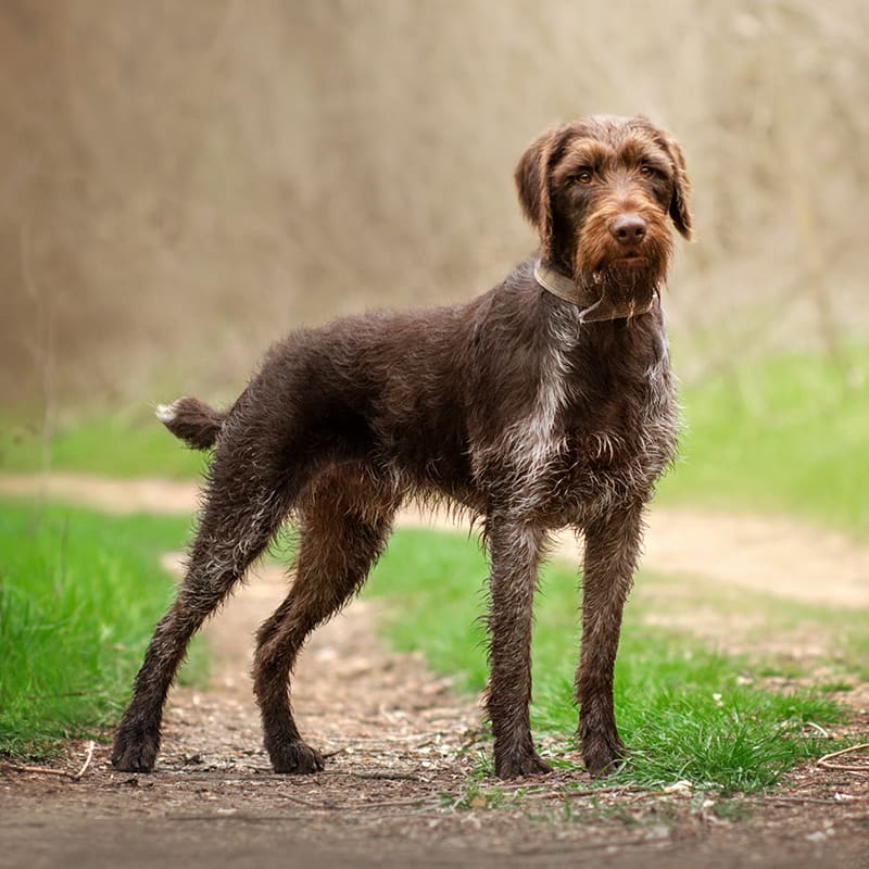 Tick Fever In Dogs - Symptoms & Treatment | Charlotte Vet | Rocky Mountain  Spotted Fever