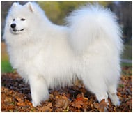 Samoyed Dog Breed - Facts And Personality Traits | Hill'S Pet