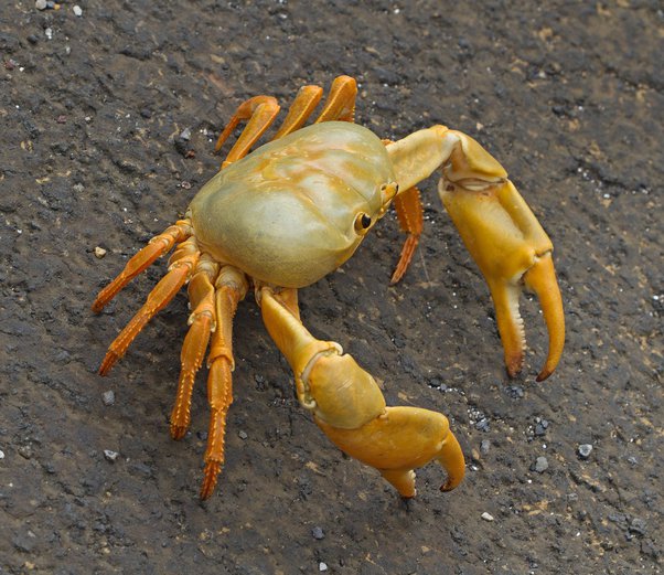 How Do Crabs Breathe In And Out Under Water And On Land? - Quora