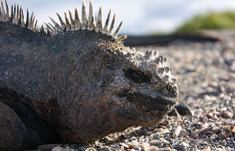 Marine Iguanas: The Incredible Shrinking Lizards Of The Galápagos | Natural  History Museum