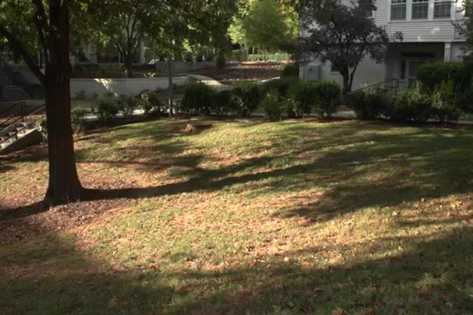 Growing Lawns In Shade