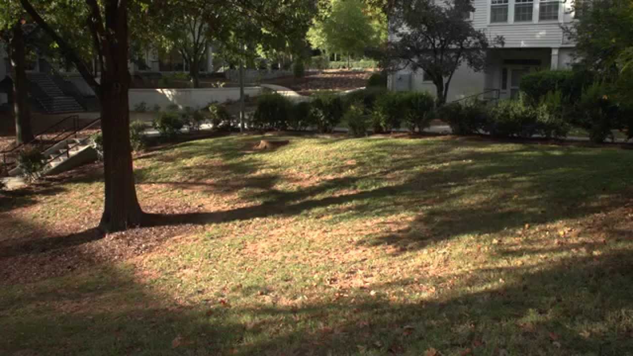 Growing Lawns In Shade