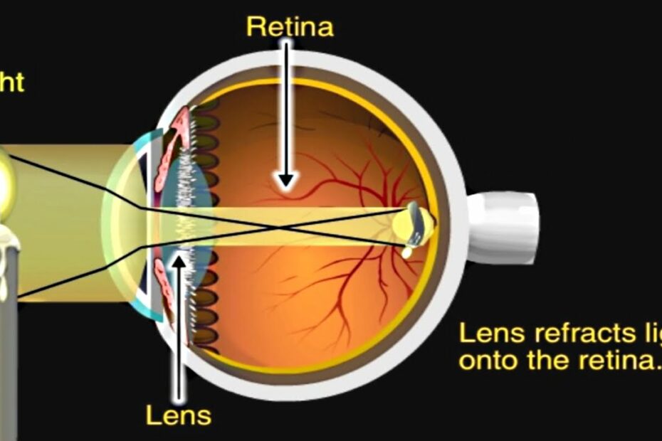 How The Eye Works Animation - How Do We See Video - Nearsighted &  Farsighted Human Eye Anatomy - Youtube