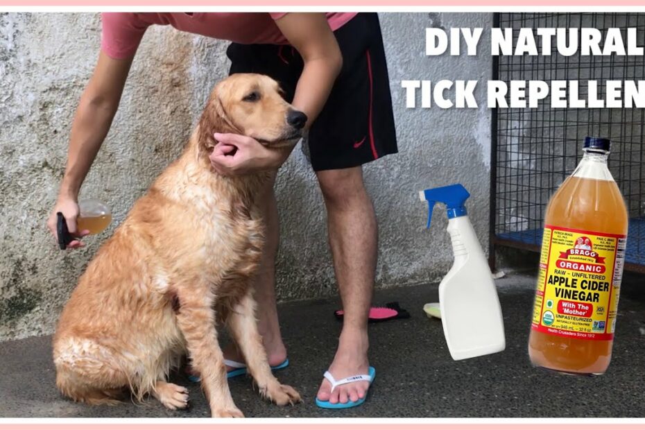 Apple Cider Vinegar For Dogs (Diy Remedy For Ticks/Fleas) - Youtube