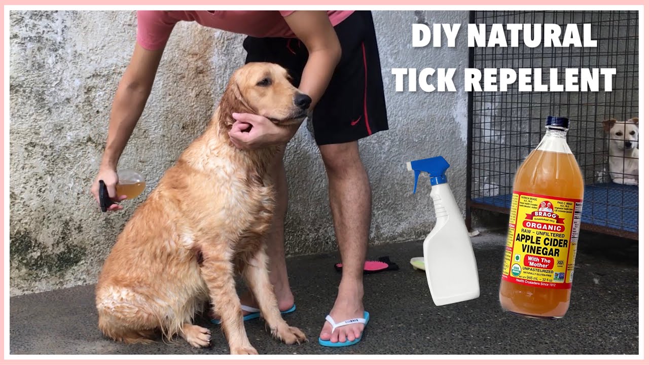 Apple Cider Vinegar For Dogs (Diy Remedy For Ticks/Fleas) - Youtube