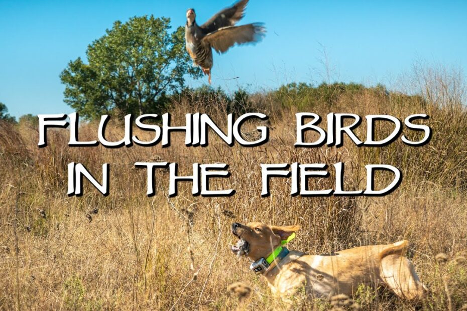 Labrador Retriever Flushing Upland Birds Introduction - Gun Dog Training -  Youtube