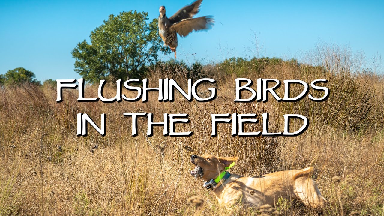 Labrador Retriever Flushing Upland Birds Introduction - Gun Dog Training -  Youtube